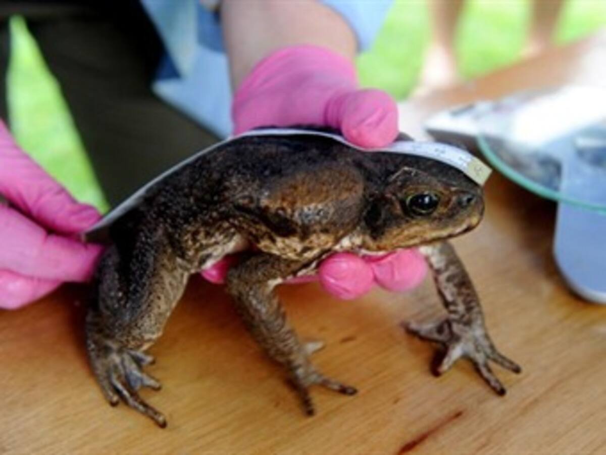 Un plaga de sapos mutantes se propaga por el noreste de Australia