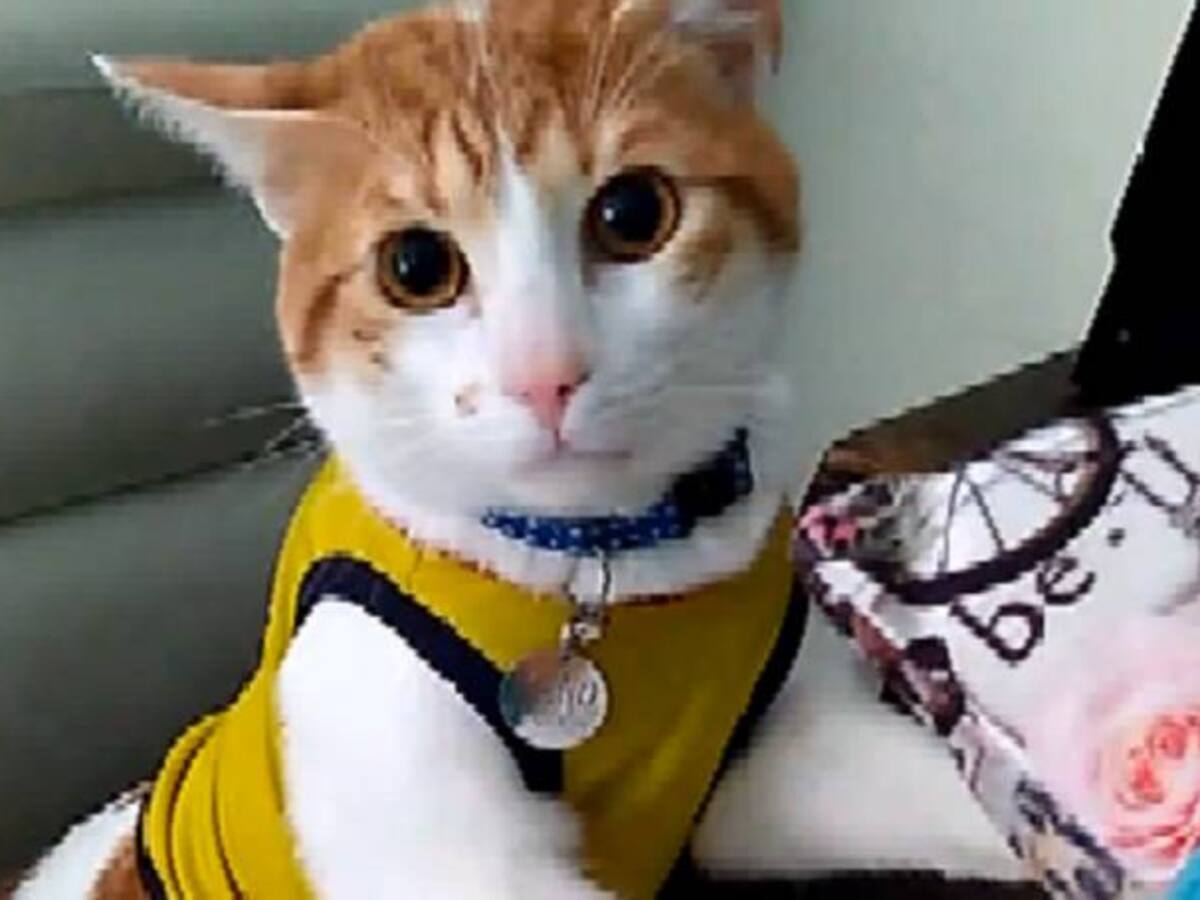 El gato que le hace competencia al ‘Tato’ cantando el gol de Colombia