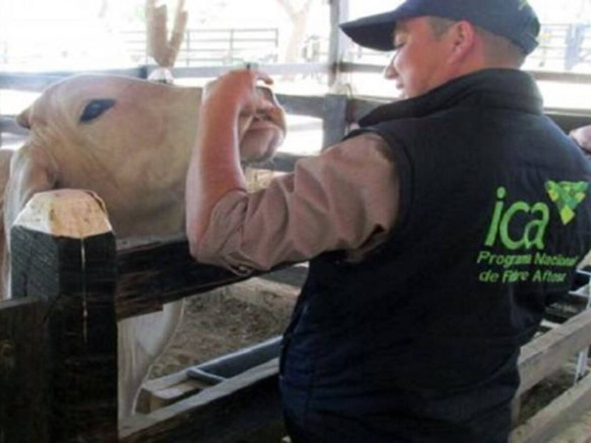 Levantan cuarentena por aftosa en Boyacá