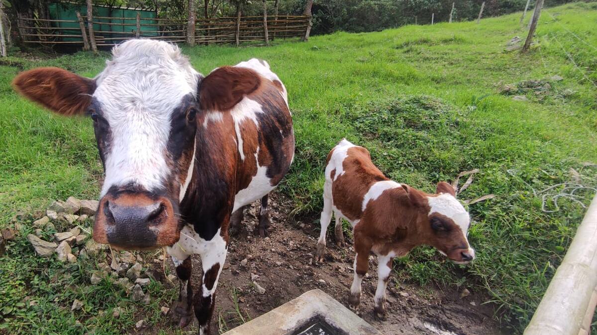 Una ganadería más sostenible impulsan en el Toloima
