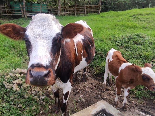 En Ciénega, ha disminuido la producción de leche, debido a los pastizales quemados