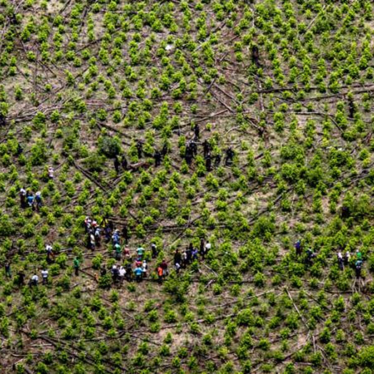 ONU ampliará indicadores para medir producción de coca en Colombia, tras criticas del presidente Petro