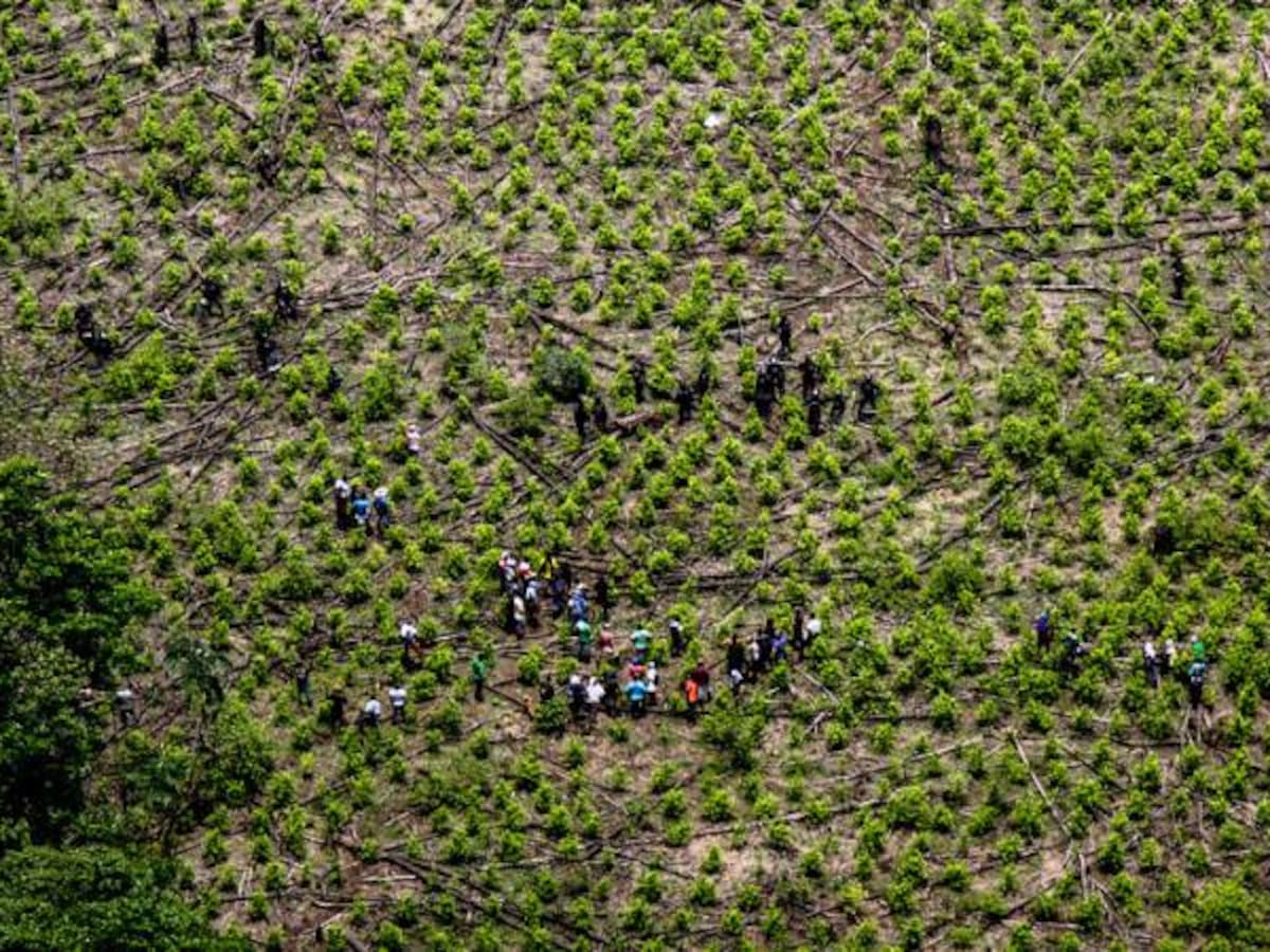 Cultivos ilícitos en Colombia llegaron a 209.000 hectáreas: EE.UU.