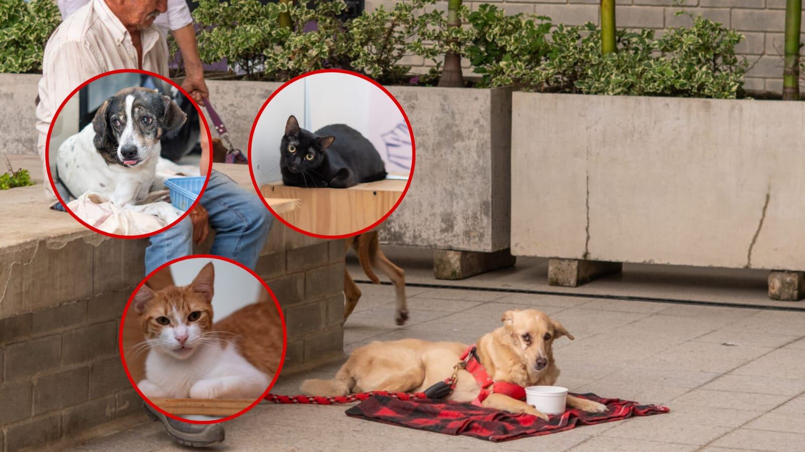 Cuidar a quienes no tienen voz también es una forma de recuperar Cali.