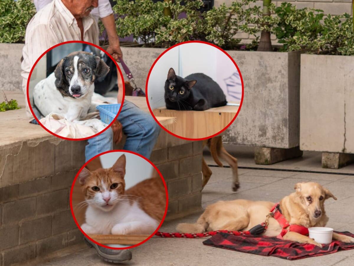 Esterilizar también es recuperar Cali: un acto de amor y responsabilidad