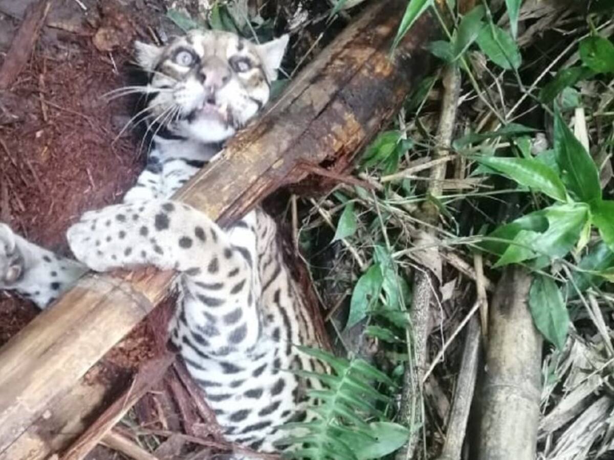 Policía de Caldas rescata un tigrillo en zona rural de La Merced