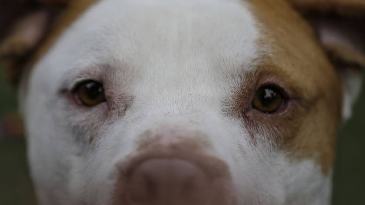 Incrementan las muertes de perros en la época de fin de año
