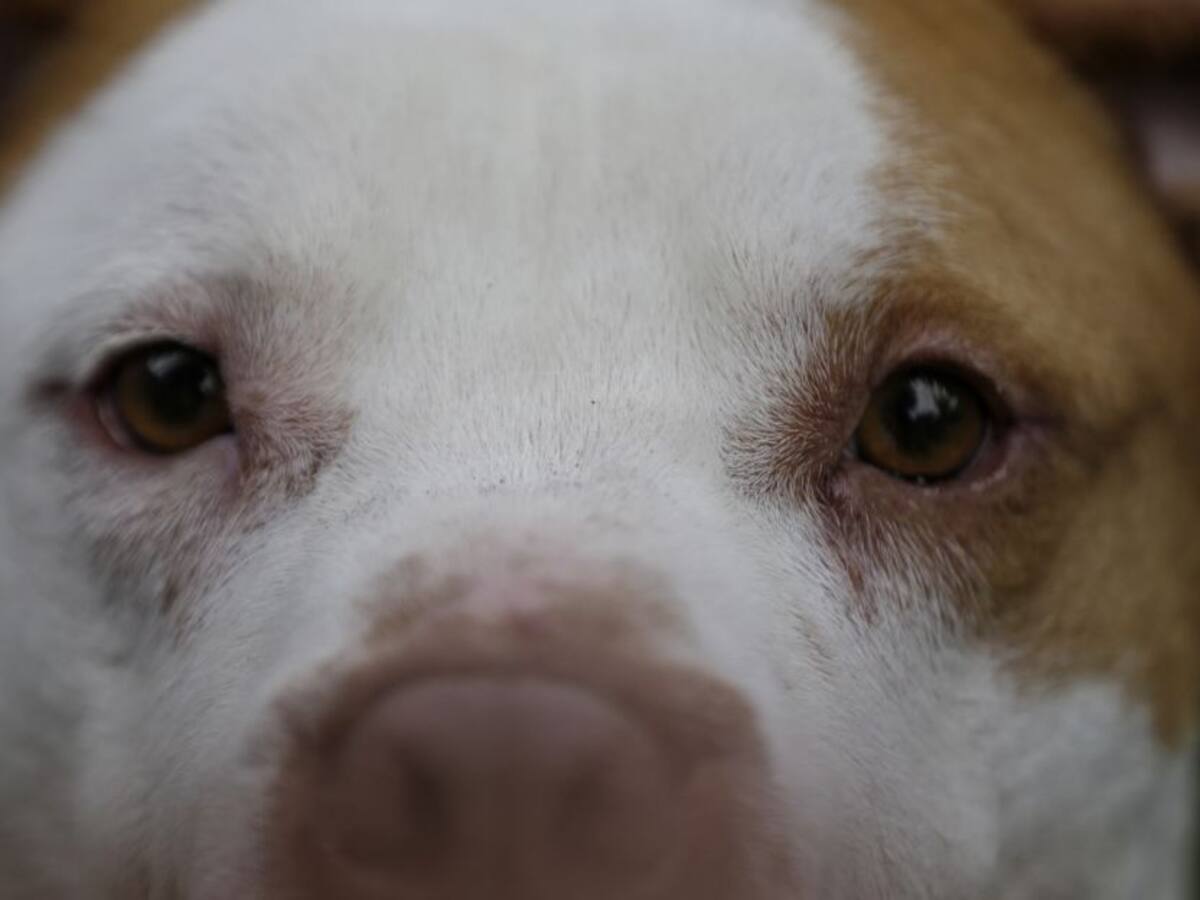 Incrementan las muertes de perros por la pólvora en la época de fin de año