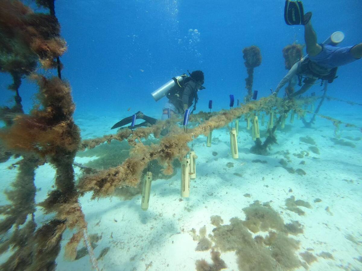 Unicartagena lideró proyecto que buscó mitigar contaminación marina en San Andrés