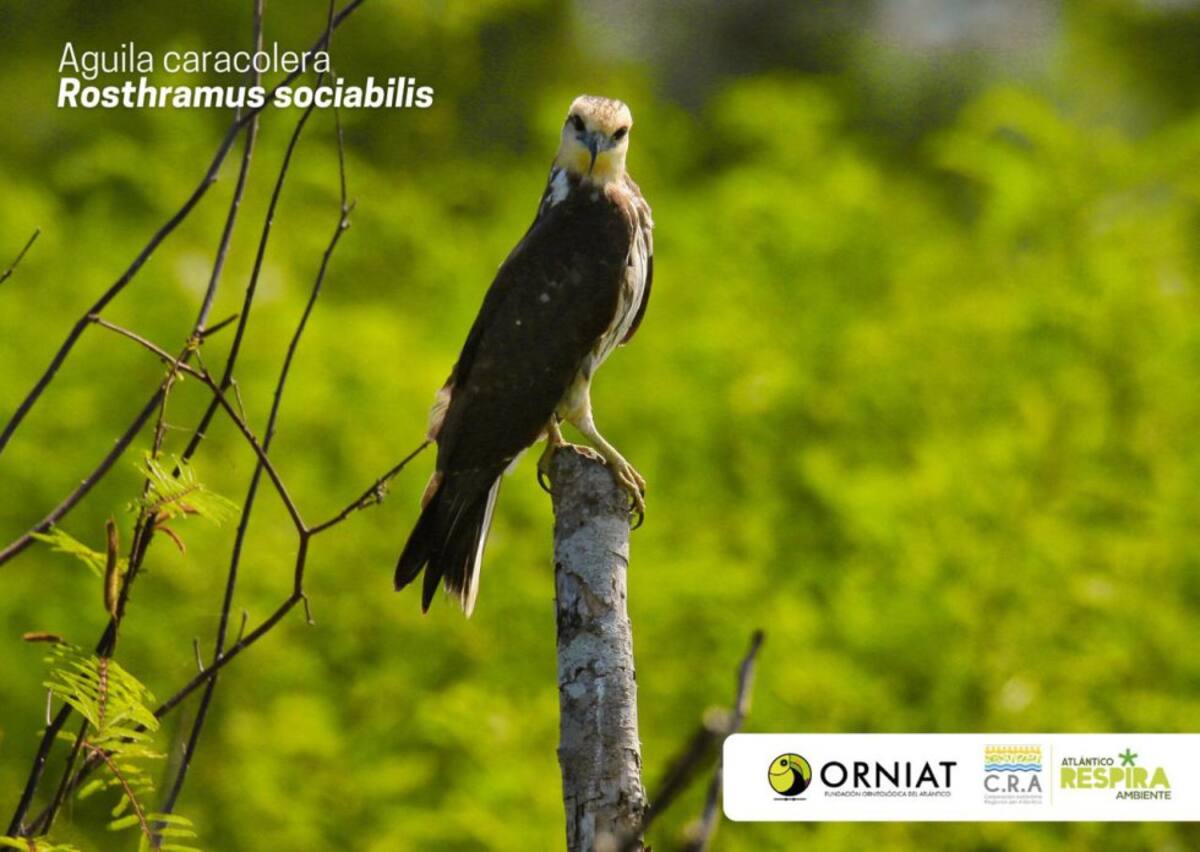 Atlántico vivió la jornada del Global Big Day, iniciativa mundial que a través del avistamiento, se identifican y dan a conocer el registro de aves con el que cuenta un territorio. En el marco de la expedición de Viaje al Corazón del Caribe de Caracol Radio y la Armada de Colombia, destacamos esta iniciativa que la Corporación Regional Autónoma del Atlántico, CRA y la Fundación ORNIAT de Atlántico, lideraron en el departamento, considerado un escenario de diversas especies de aves, tanto nativas como extranjeras que llegan hasta el Atlántico, atraídas por ecosistemas como el de la Ciénaga de Mallorquín y la vía Parque Isla Salamanca.