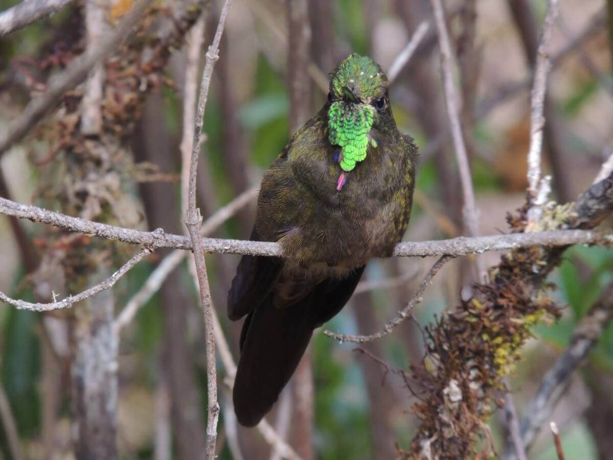 El colibrí pico espina bronceado (Chalcostigma heteropogon) es un ave que solo habita en Colombia y Venezuela. Revolotea con frecuencia por el páramo del Almorzadero en los Santanderes.