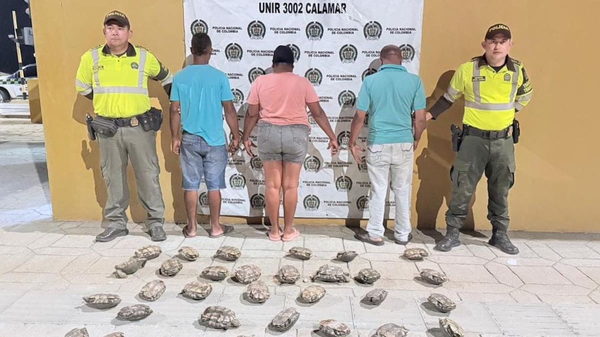 Capturan a tres personas con 34 hicoteas que iban a ser vendidas en restaurante de Cartagena