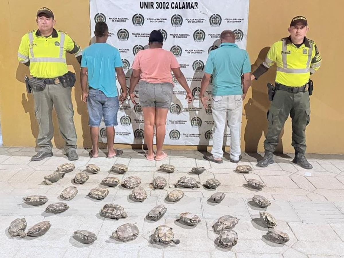 Capturan a tres personas con 34 hicoteas que iban a ser vendidas en restaurante de Cartagena