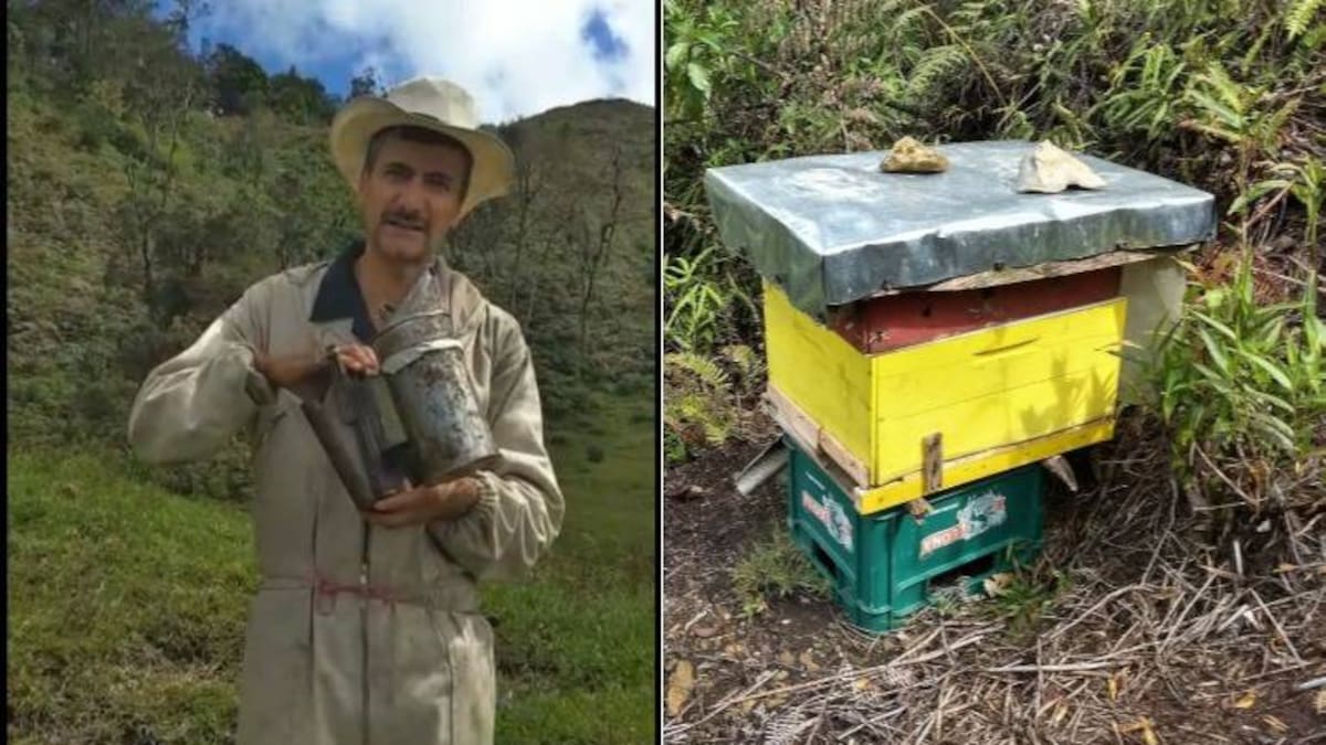 Conozca la miel pura, la más saludable