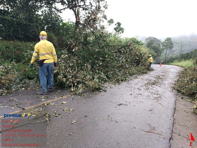 Trabajadores de Promueve Más removiendo un árbol de una carretera departamental. Foto: Promueve Más.