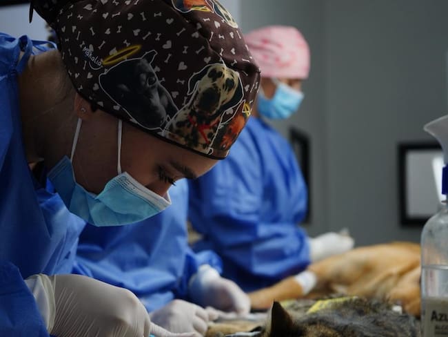 Ya están abiertas las incripciones para las jornadas gratuitas de esterilización animal en Rionegro Foto: Alcaldía de Rionegro