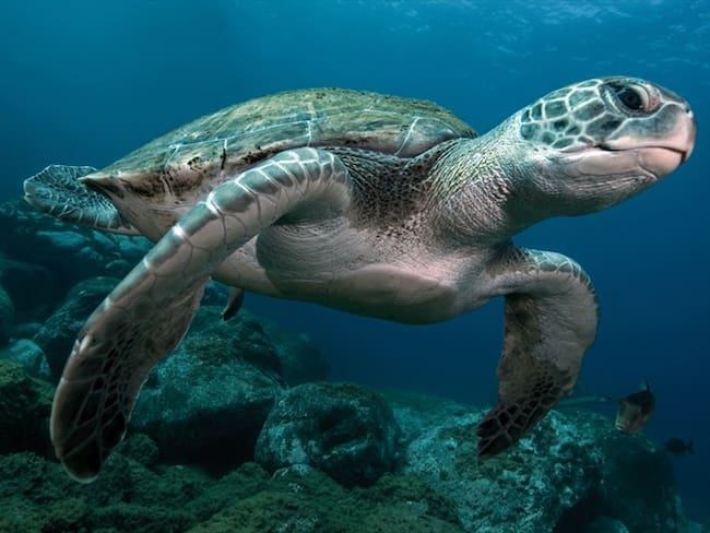 Tortugas marinas . Foto: Getty Images