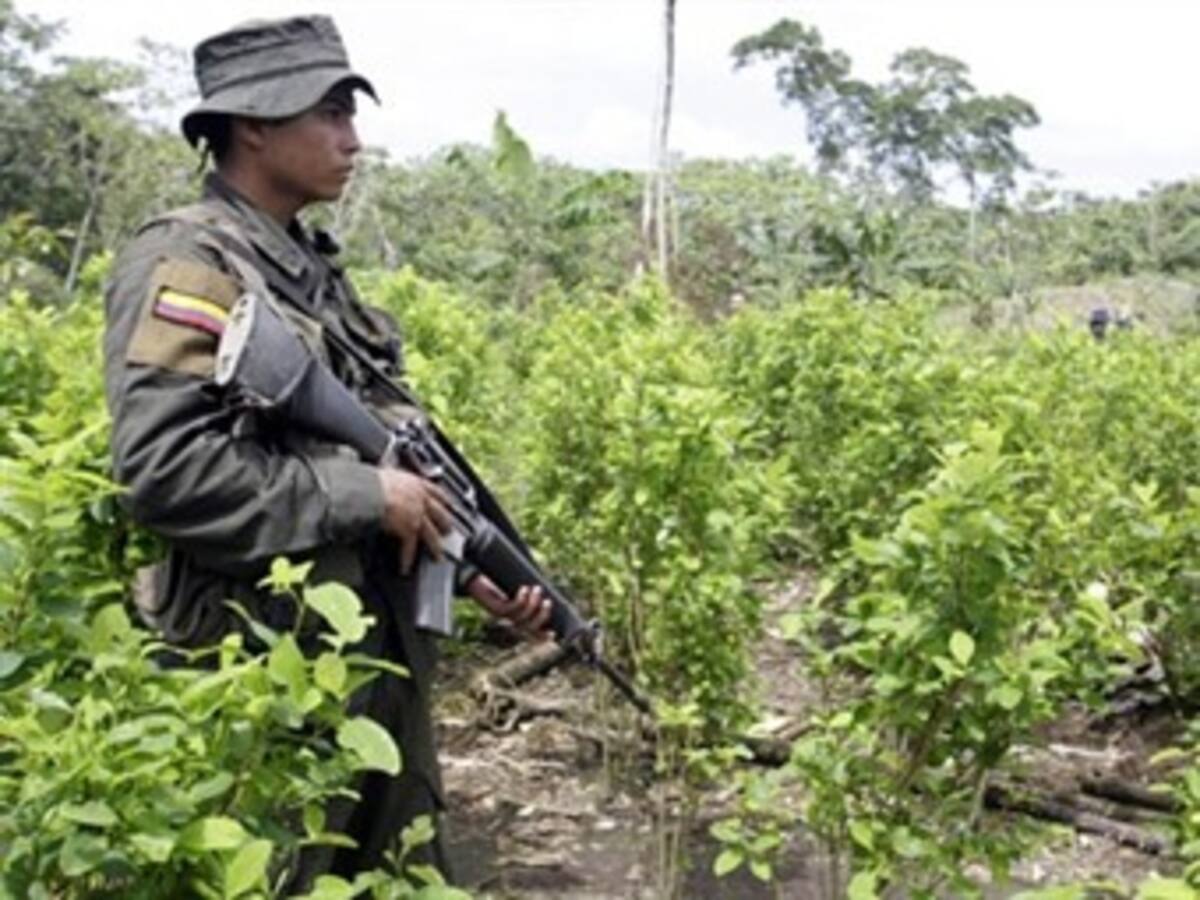 Suspenden erradicación de cultivos ilícitos en el Catatumbo