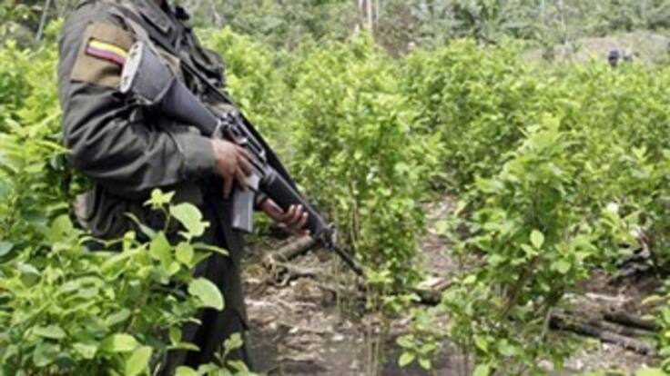 Suspenden erradicación de cultivos ilícitos en el Catatumbo