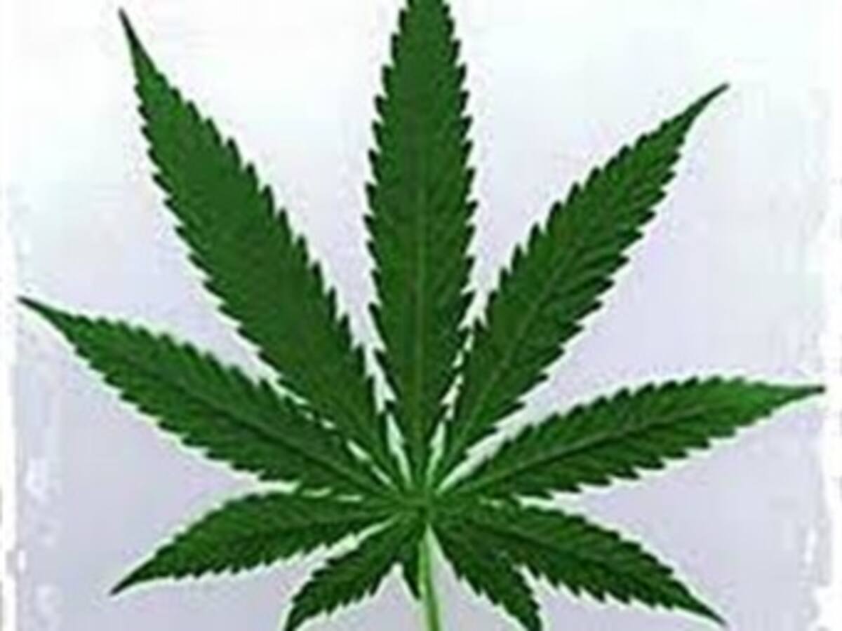 Legalización de la marihuana: Mito o Tabú