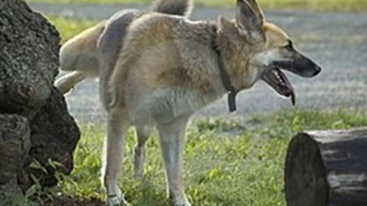 Estudiantes en Bucaramanga crean el inodoro para perros