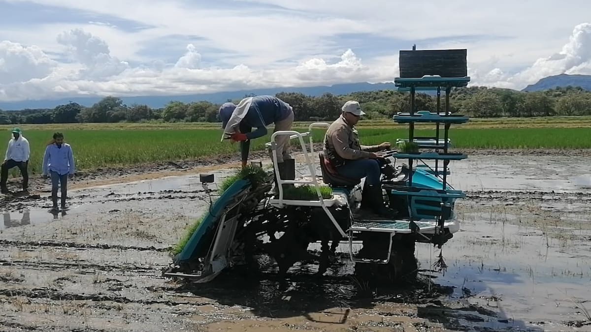 A pérdidas trabajan arroceros de Campoalegre, Yaguará y Hobo