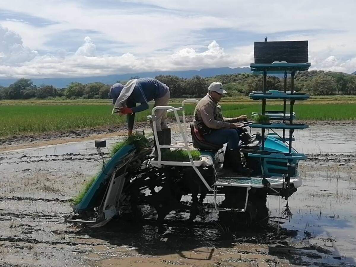 A pérdidas trabajan arroceros de Campoalegre, Yaguará y Hobo