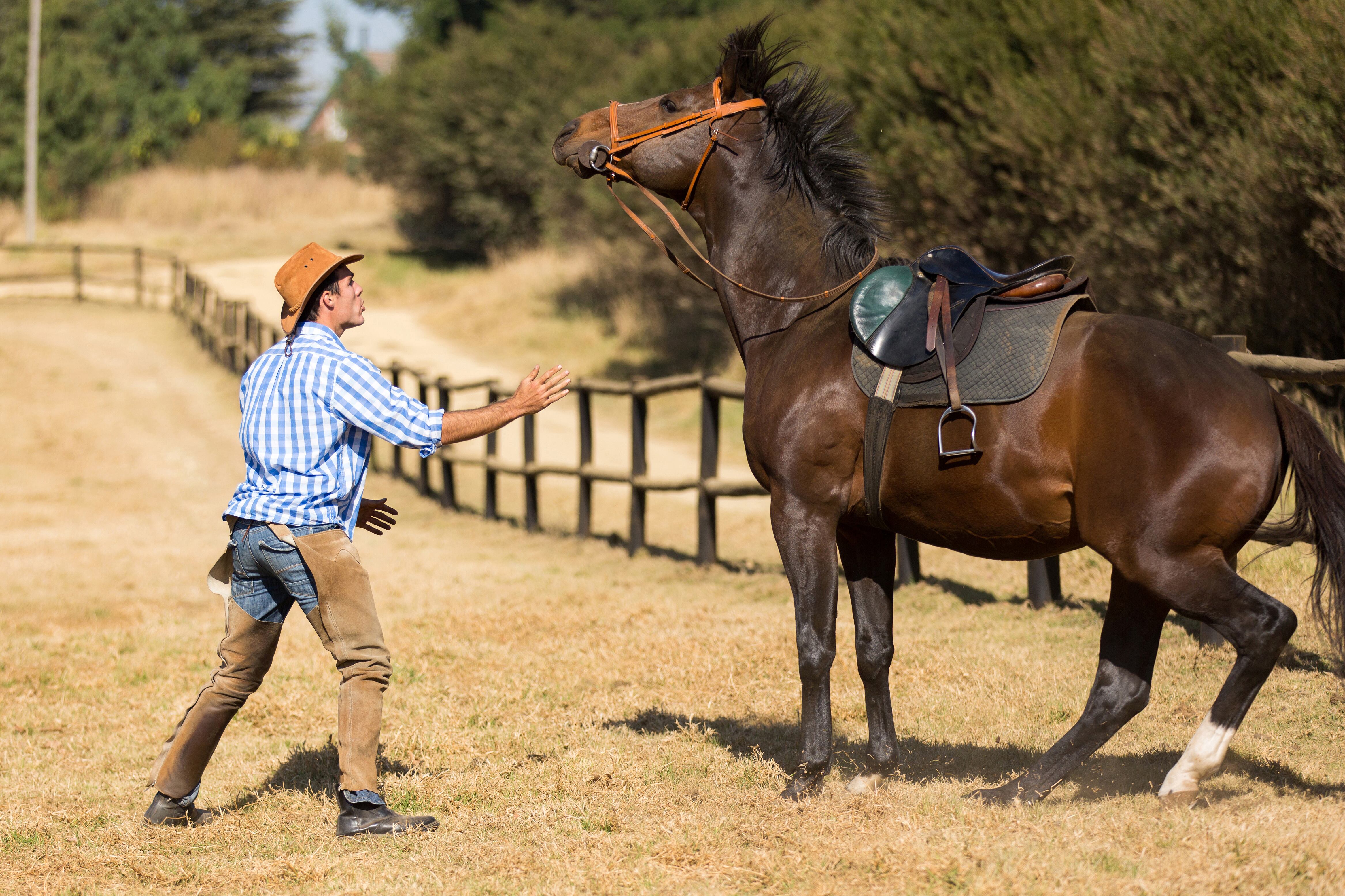 Caballo imagen de referencia. Foto: Getty Images.