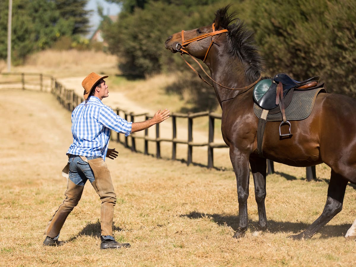 Nuevo estudio reveló que los caballos podrían percibir el miedo en los humanos: ¿fin del mito?
