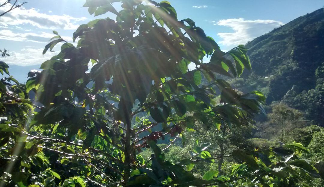 Cultivo de café en Aguadas, Caldas