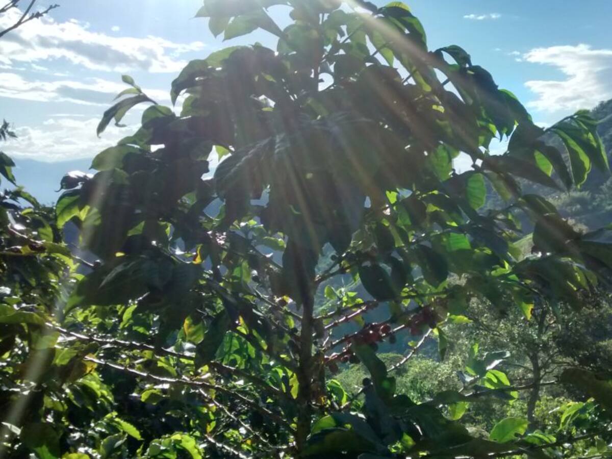 En Caldas preparan protocolos de salud para la cosecha cafetera