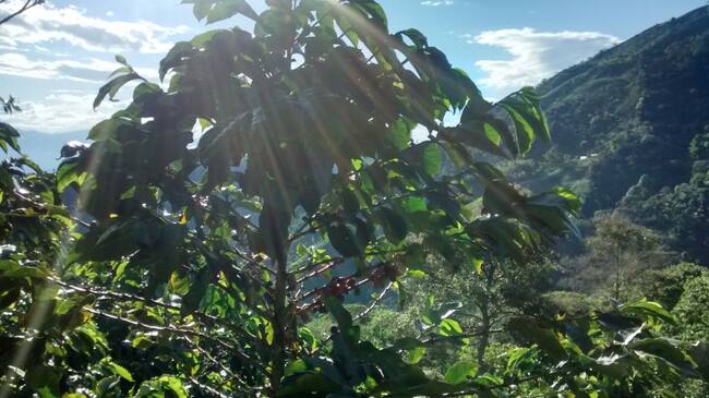 Cultivo de café en Aguadas, Caldas