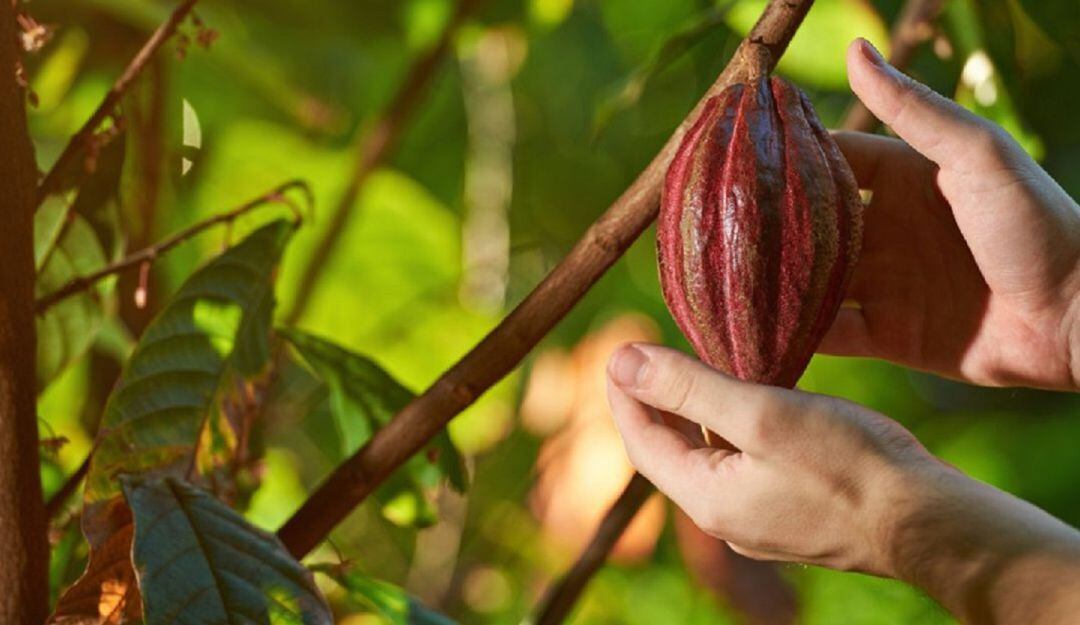 En Huila arrancó poda y renovación de cultivos de cacao.