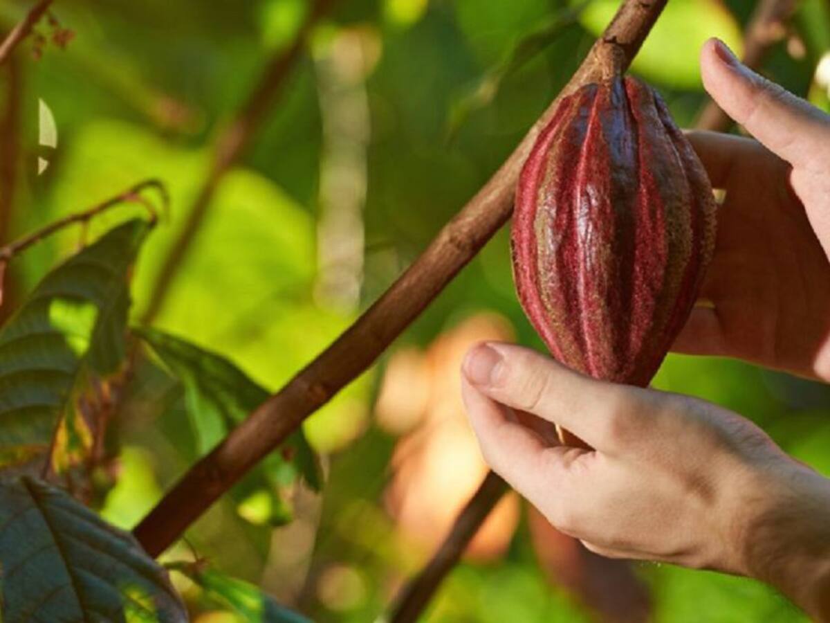 En Huila arrancó poda y renovación de cultivos de cacao