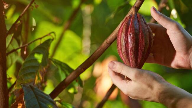 En Huila arrancó poda y renovación de cultivos de cacao.