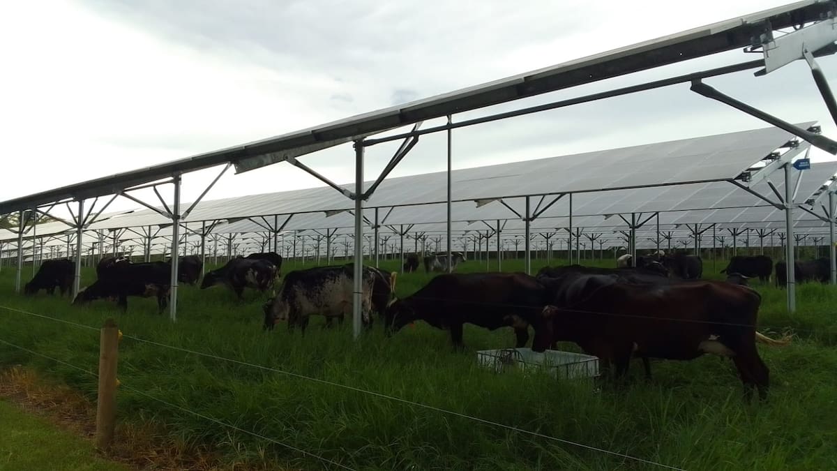 Director del comité de ganaderos