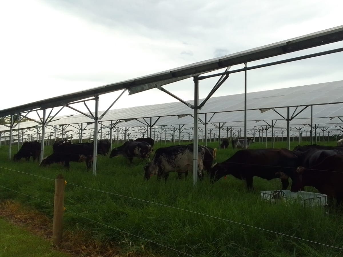En el Quindío realizaron el lanzamiento del primer modelo agrovoltaico ganadero del país