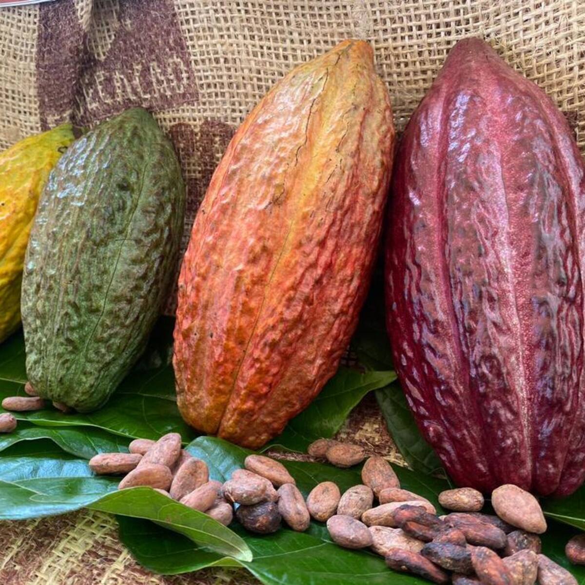 Turismo y cacao, el fuerte de San Vicente de Chucurí