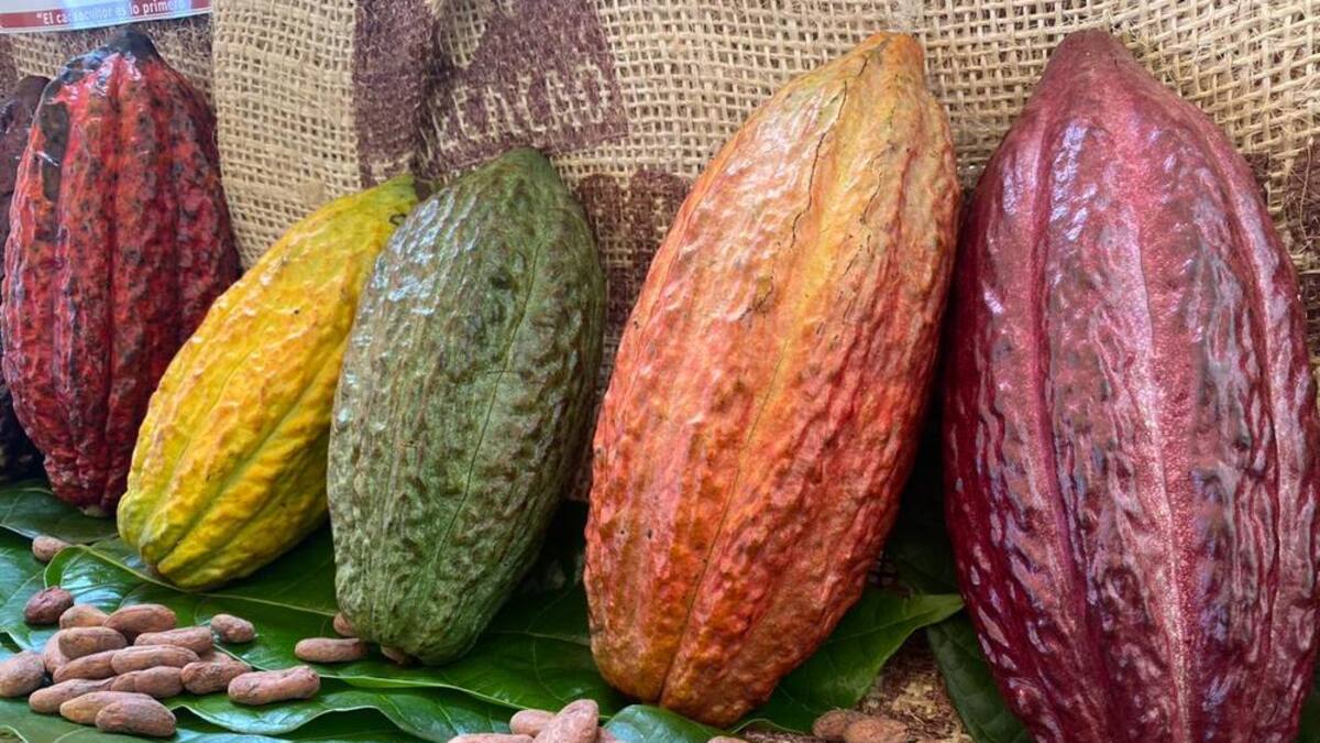 Turismo y cacao, el fuerte de San Vicente de Chucurí