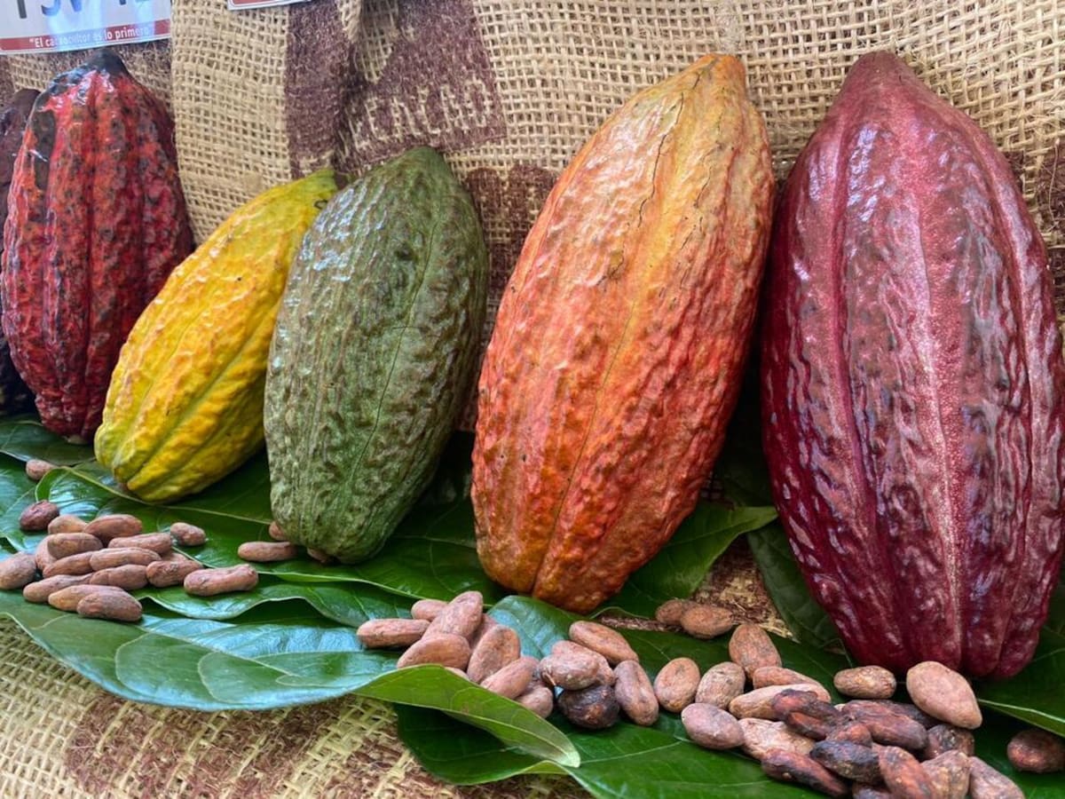 Turismo y cacao, el fuerte de San Vicente de Chucurí
