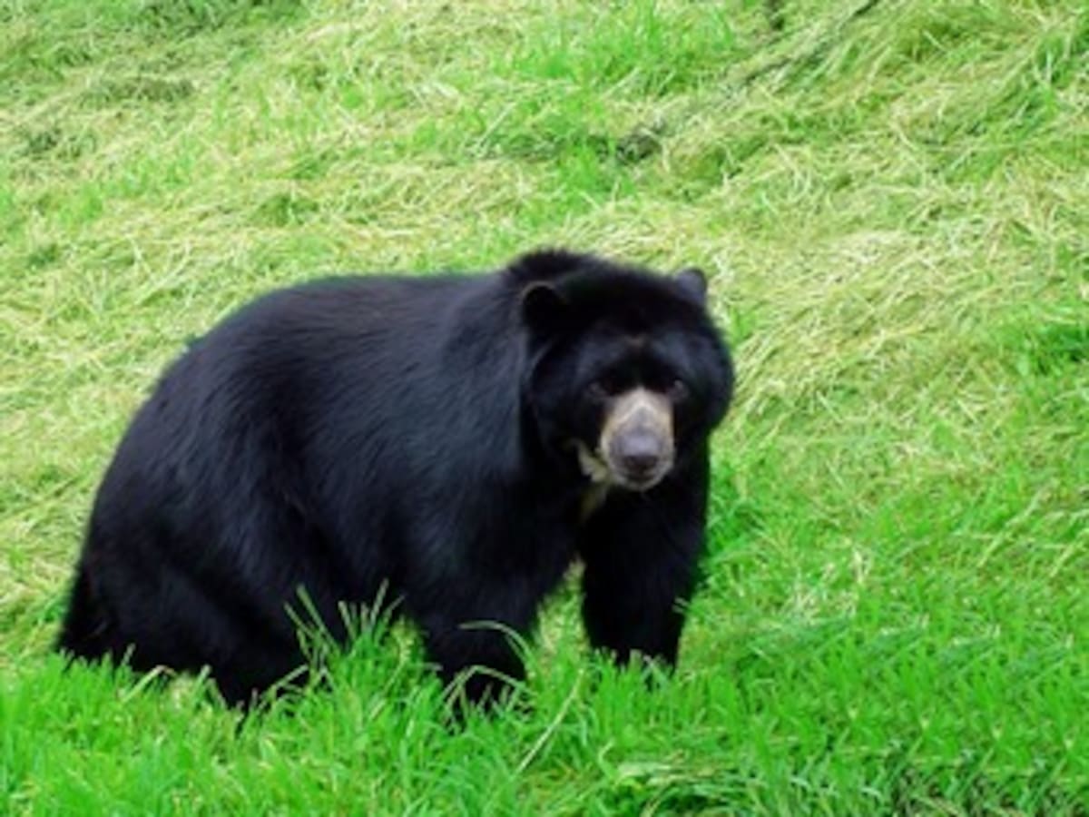 Oso anteojos en Putumayo