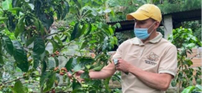 Café de la Asociación Cultivando Semilleros de Paz