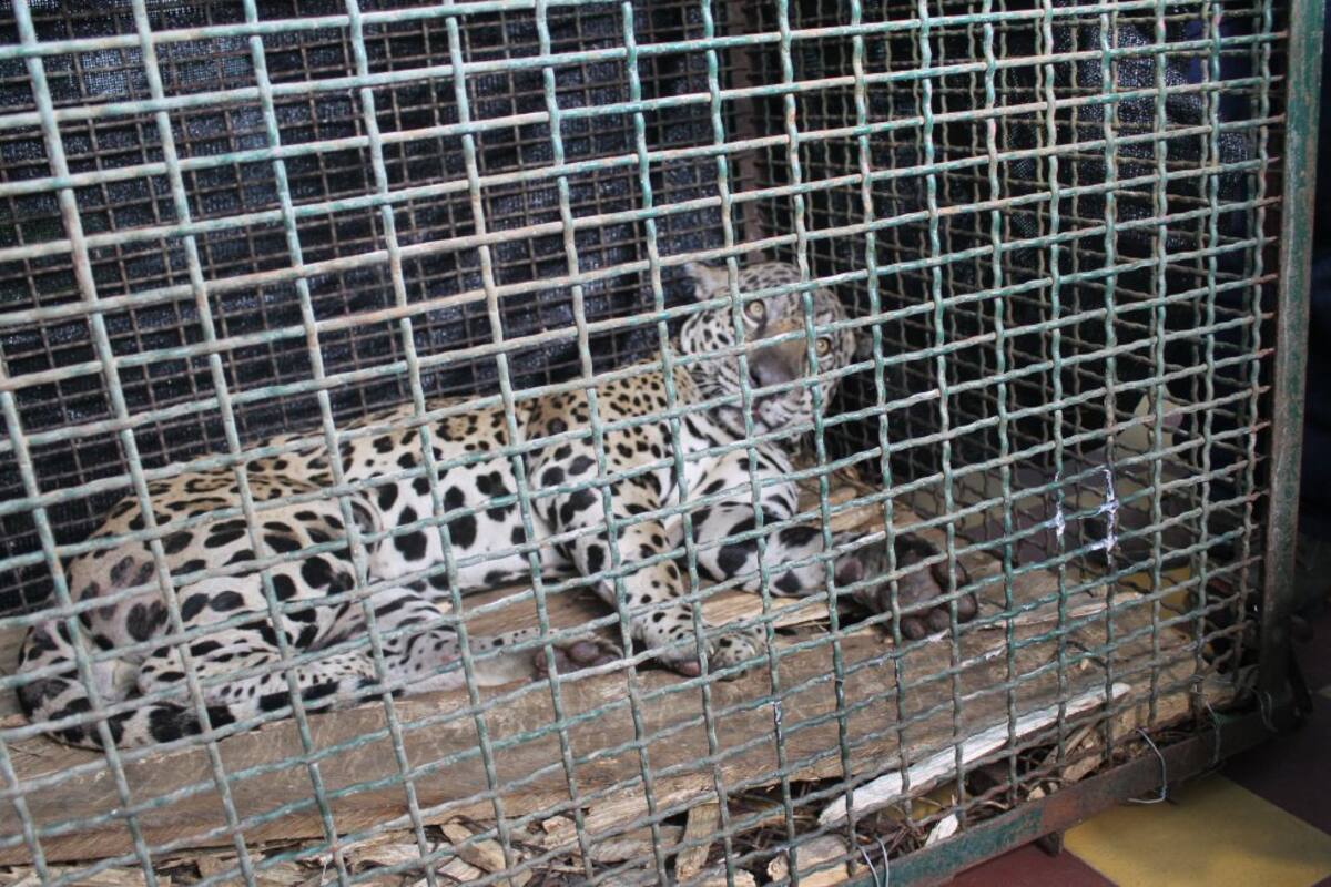 Esta circunstancia llamó la atención de las autoridades y por supuesto de todos los santandereanos que no sabían qué bestia los asechaba en medio de la oscuridad. Hasta que el 23 de agosto pasado, un grupo de ingeniosos campesinos ideó una trampa y lograron, con mucha astucia y malicia, capturar al monstruo nocturno.