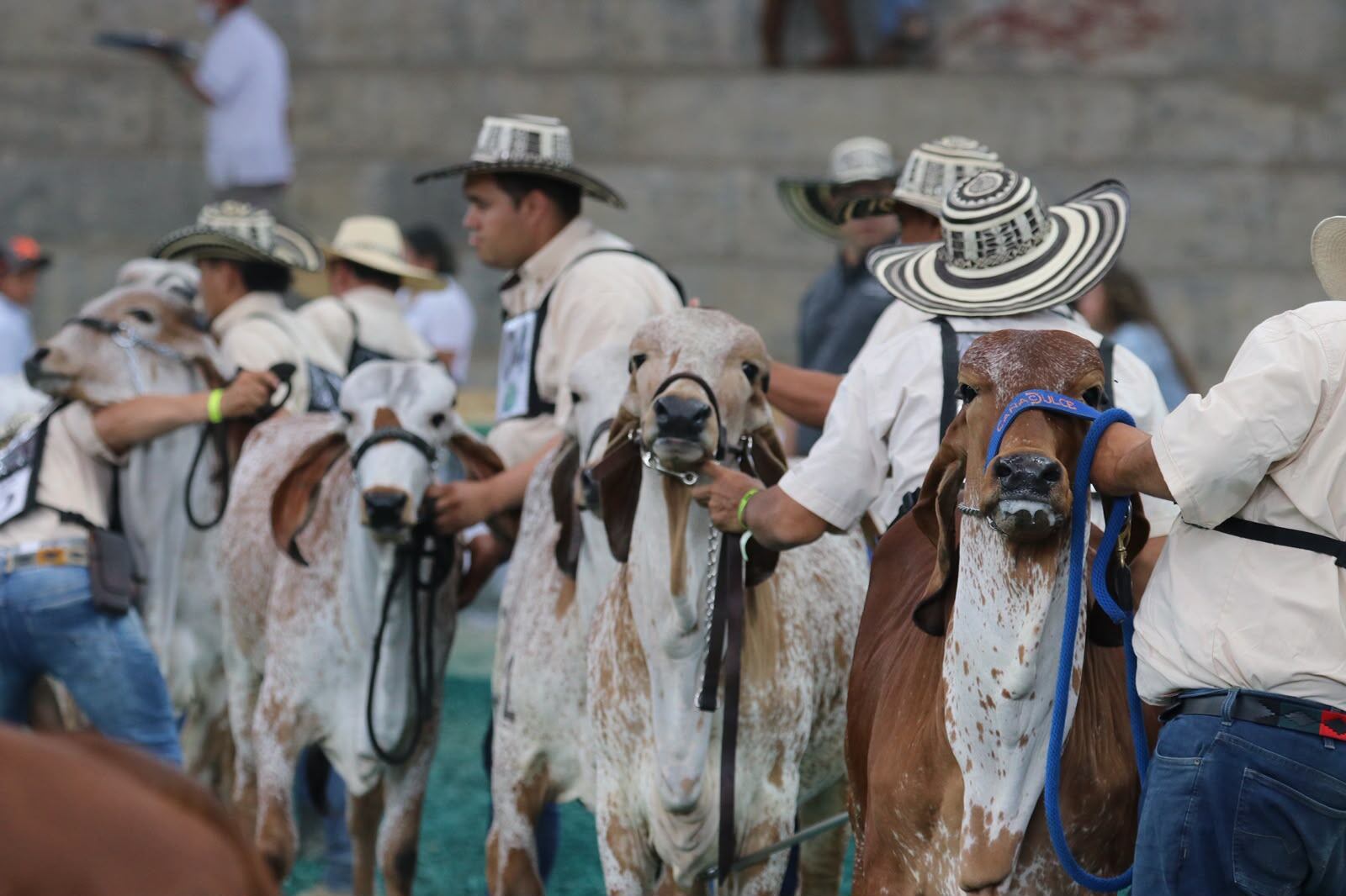Córdoba será sede de la 79.ª Feria Nacional Cebú: el evento se realizará en agosto de 2026. Foto: prensa Gobernación de Córdoba.