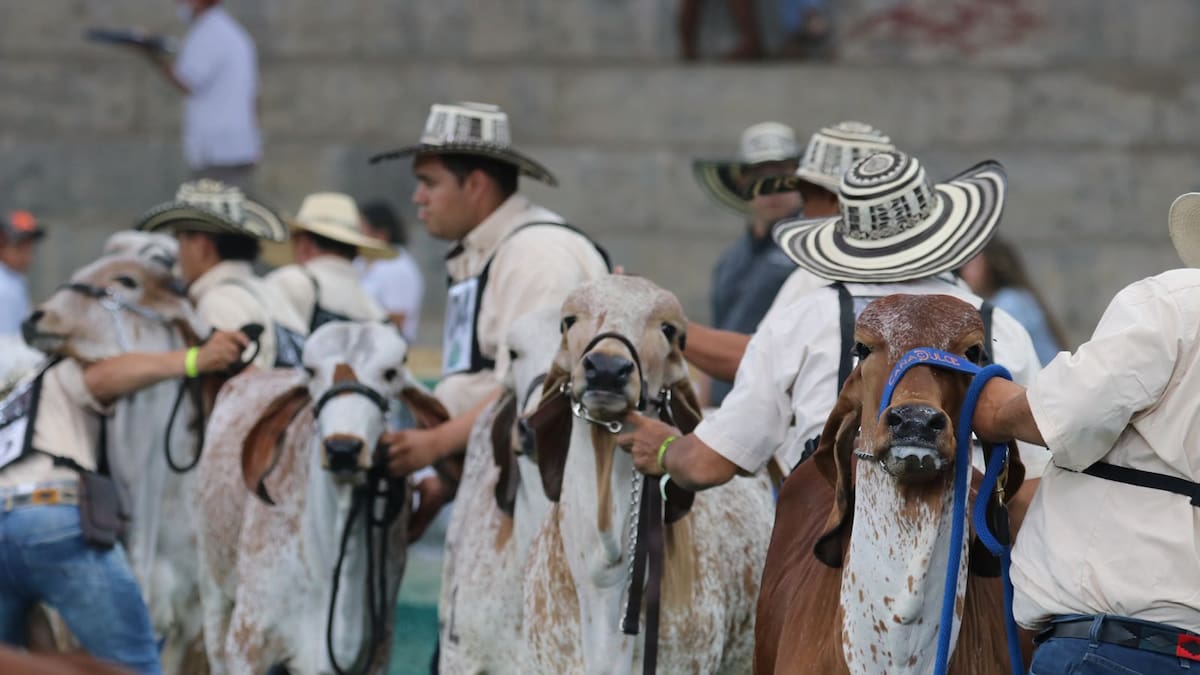 Córdoba será sede de la 79.ª Feria Nacional Cebú: el evento se realizará en agosto de 2026