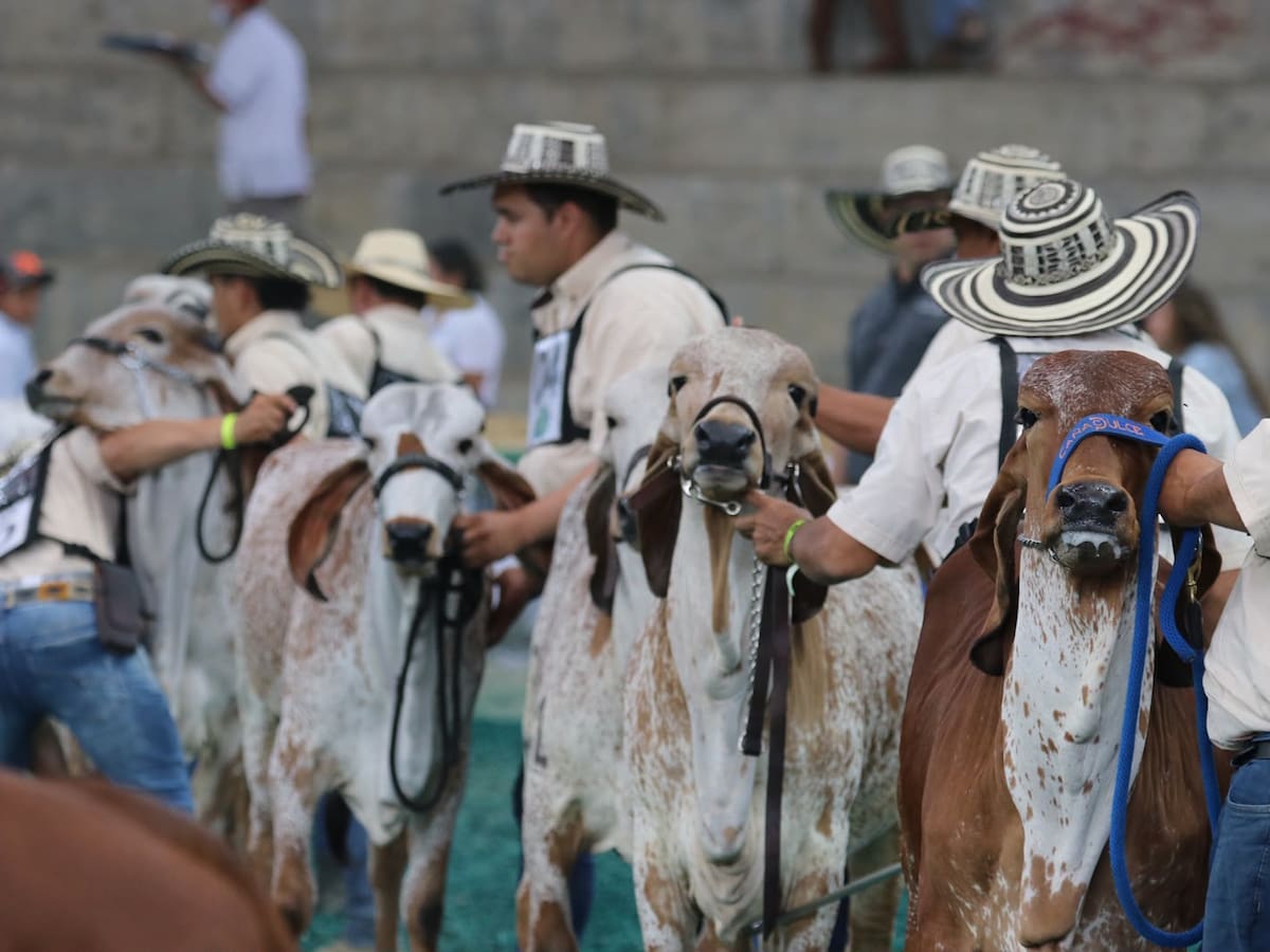 Córdoba será sede de la 79.ª Feria Nacional Cebú: el evento se realizará en agosto de 2026
