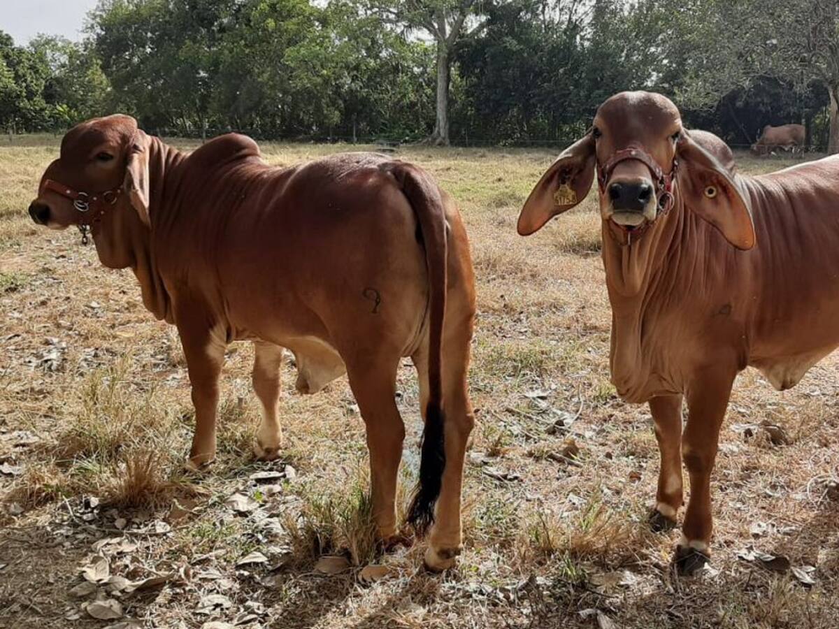 Se acerca la cuarta versión de Expoterneros en Montería