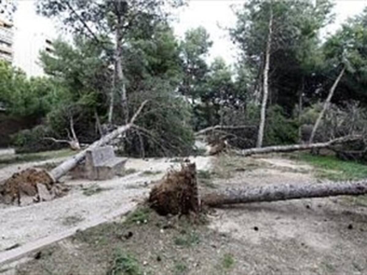 Emergencia por aguacero que tumbó árboles en Cali