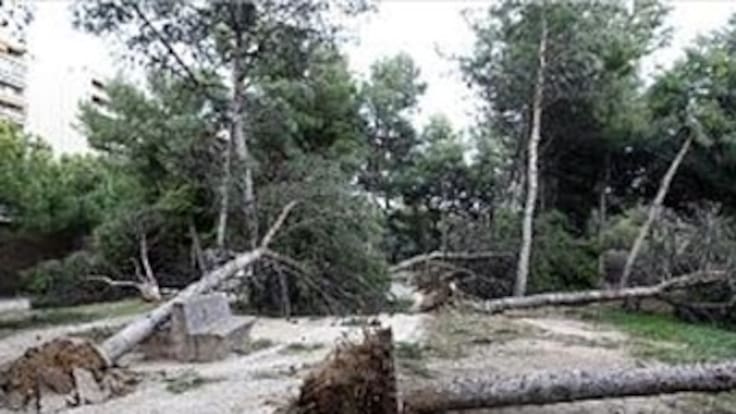 Emergencia por aguacero que tumbó árboles en Cali