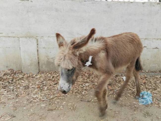 Murió burro que había sido baleado en medio de pelea de pandillas en Cartagena